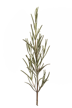 ZasenL7Q采集到花朵叶子元素