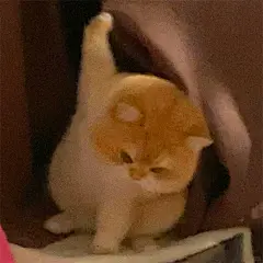 猫猫表情包/嘻嘻和不嘻嘻 - 小红书