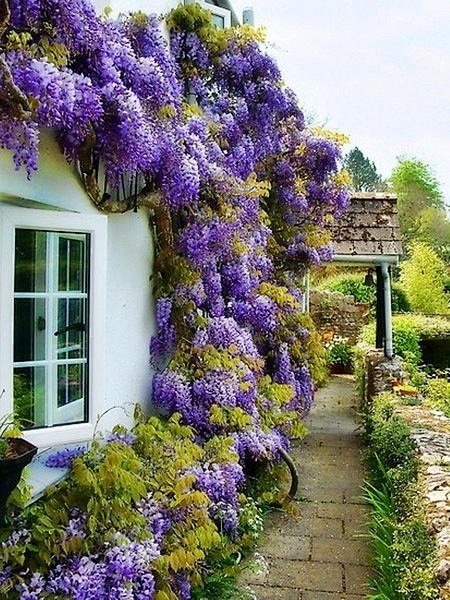 Wisteria.#摄影师##美景##素...