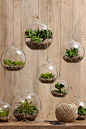 Hanging terrariums   Create mini-garden worlds filled with your favorite small plants in hanging glass...: 