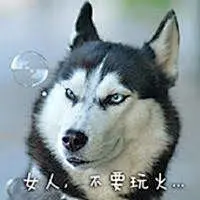 “二哈 表情包”的图片搜索结果