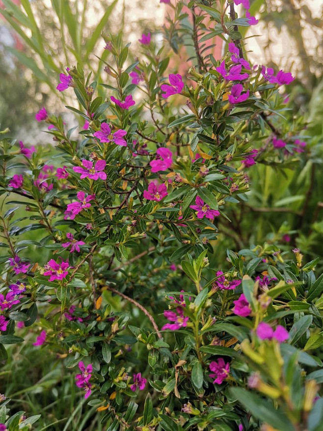 紫萼距花