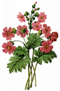 国外手绘植物花朵大全图片 
尺寸：1459x2200 
图片编号：11104-299096