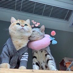 小黑子zi采集到猫