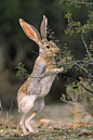 兔形目·兔亚科·兔属：羚羊长耳大野兔