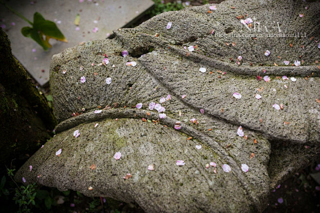 台北阳明山：转角“芋”见爱