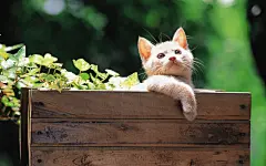 超萌可爱小猫咪桌面壁纸 1680x1050