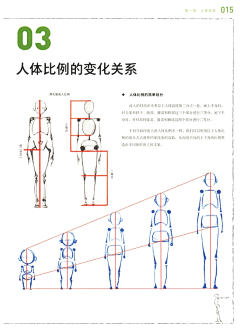 Z的收藏馆采集到艺用人体结构与解剖