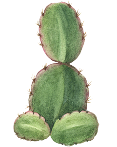 豆花酱采集到植物插画