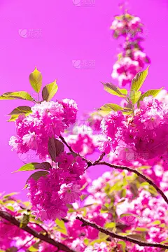 时尚创意壁纸粉红花朵美学。盛开的樱花