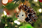 Hedgehog | Flickr - 相片分享！