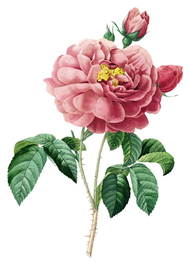 Roses (64)-花瓣网