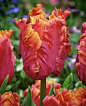 Tulip 'Amazing Parrot' | DutchGrown®