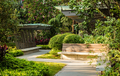 至浅清溪采集到景观植物-住宅绿化