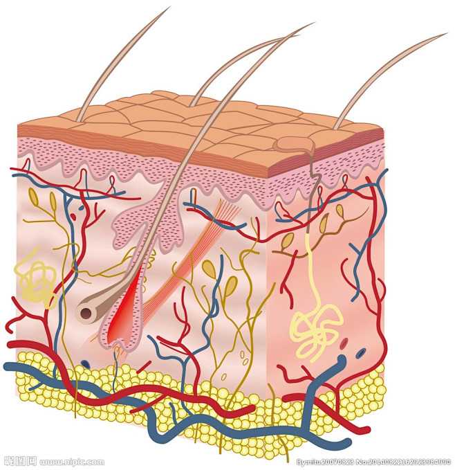 皮肤细胞结构图