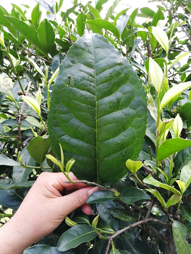 清心山（宁洱）糖印山花香普洱茶基地 掠影