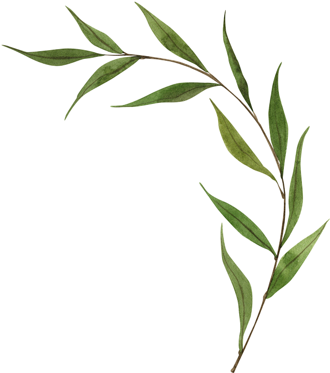 柳条，柳树，柳叶，柳枝，高清植物免抠素材