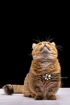 万里牵豬侠采集到猫