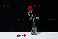 花瓣素材-植物图片采集到花卉