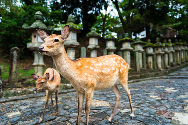 Deer standing the St...