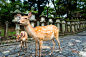 Deer standing the Stone lanterns in shrine by Superjoseph Chen on 500px