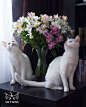 Meet The Most Beautiful Twin Cats In The World | Bored Panda: 