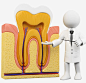 牙齿结构模型png免抠素材_新图网 https://ixintu.com 口腔检查 牙齿模型 器械 医疗 医学 医疗护理 血管 牙床 结构