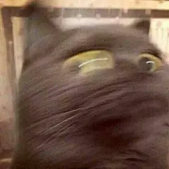 分享一组模糊表情包 ​​​​