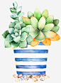 绿植多肉高清素材 卡通 多肉 手绘 植物 橘色 盆栽 绿色 花盆 蓝色 免抠png 设计图片 免费下载