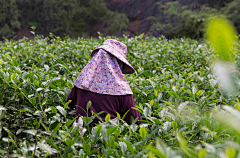 ellenxu采集到茶山·南方有嘉木