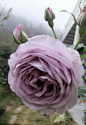 薰衣草玫瑰 Lavender Rose 