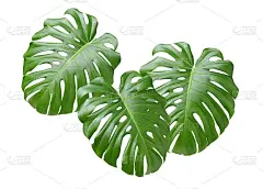 怪物叶的特写。抽象的成分