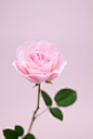自然,粉色,花,茎,叶子_122621044_Pink rose_创意图片_Getty Images China
