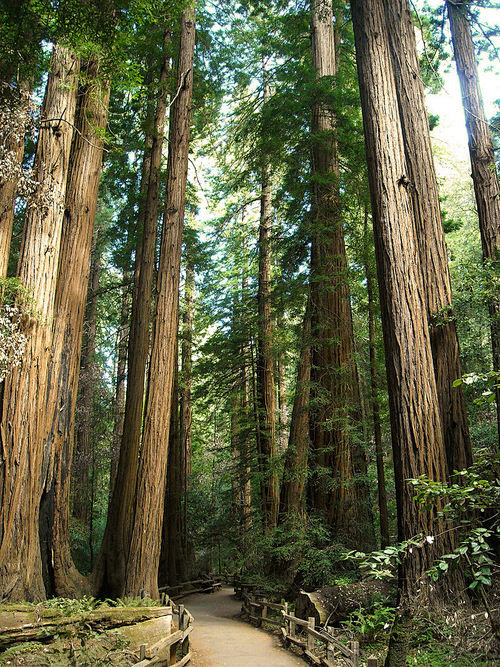 穆尔森林红木，加州