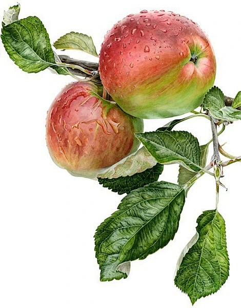 美好植物手绘的相册-Anna Knights 逼真描绘