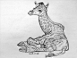 近期的一些动物速写~狼獾~...-狮鸢SONNY_动物速写_涂鸦王国插画