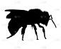 蜜蜂,白色背景,白色,昆虫,矢量,意大利蜜蜂,神牛,图像,黑色,剪影