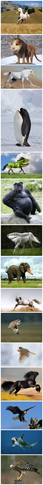 来自网友gyyp的创意，哥们把不同的动物用photoshop杂交了起来……真是毫无违和感啊擦！