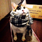 围巾,花猫 #喵星人#