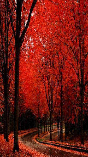 Scarlet in autumn ro...