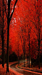 Scarlet in autumn road it doesn't get any better than this