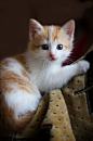 what a pretty little kitten: 