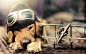 General 2560x1600 dog airplane miniatures pilot golden retrievers animals goggles sunlight