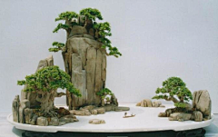 SaiWong采集到木本植物&盆栽