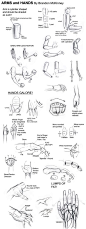 Arms and Hands Tutorial by ~Snigom on deviantART: 