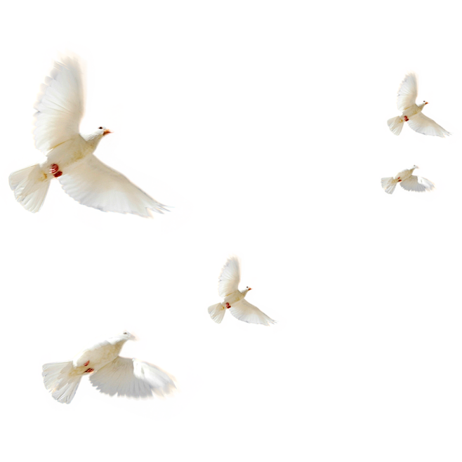 和平鸽鸽子鸟类PSD源文件素材PNG透明...
