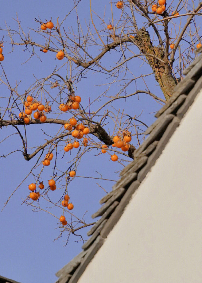柿柿如意。 ​