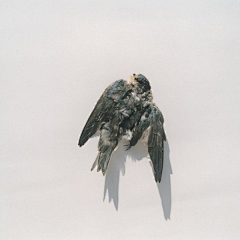 SolaSisyphe采集到Rinko Kawauchi
