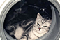 洗衣机里的猫_百度图片搜索