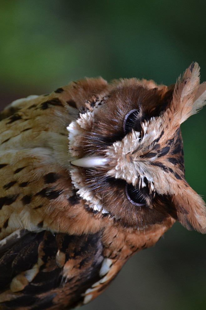 鸮形目鸱鸮科角鸮属巨角鸮
